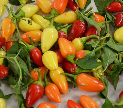 CYBEXIS VXI-36 - Cascabella Pepper Chilli - (1350 Seeds) Seed(1350 per packet)