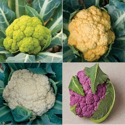 CYBEXIS HUA-65 - Cauliflower Mix of 4 Varieties - (450 Seeds) Seed(450 per packet)
