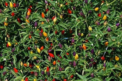 WILLVINE XL-665 Bolivian Rainbow Pepper Chilli Seeds Seed(200 per packet)
