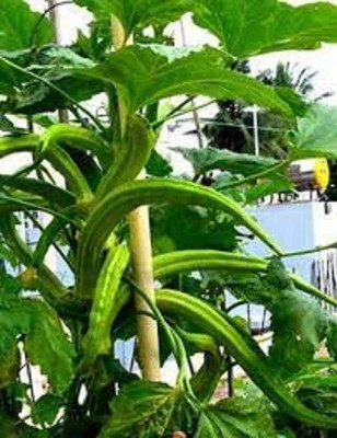 WILLVINE XLR-432 Elephant Tusk Okra Seeds Seed(100 per packet)