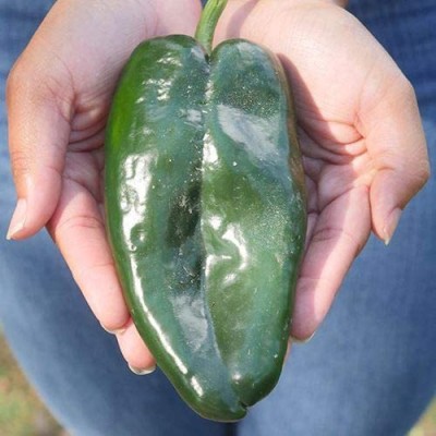 VibeX ® VMR-750 Carranza Poblano Pepper Seeds Seed(200 per packet)