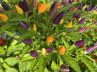 VibeX ® XLR-884 Bolivian Rainbow Ornamental Purple Chilli Seed Seed(200 per packet)