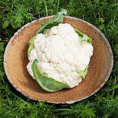 CYBEXIS XL-12 - Cauliflower Goodman(White) Non-GMO - (150 Seeds) Seed(150 per packet)