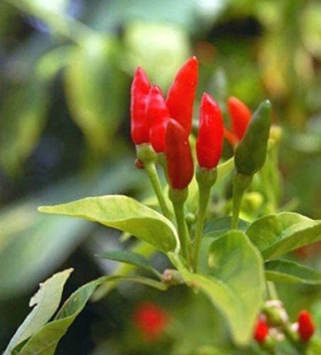 CYBEXIS GBPUT-10 - Prik Ki Nu Hot Chilli - (1350 Seeds) Seed(1350 per packet)