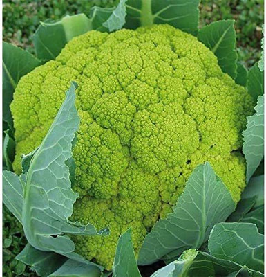 VibeX LX-81 - Hybrid Green Cauliflower - (1350 Seeds) Seed(1350 per packet)