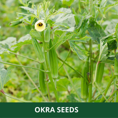 CYBEXIS XLR-91 - Seven Lines Bhindi/Lady Finger - (1350 Seeds) Seed(1350 per packet)