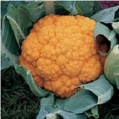 CYBEXIS LXI-22 - Cheddar Cauliflower - (1350 Seeds) Seed(1350 per packet)