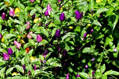 CYBEXIS TLX-75 - Chilli Little Blue Exotic Mini Hot - (1350 Seeds) Seed(1350 per packet)