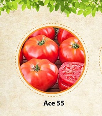 CYBEXIS XLR-91 - Ace 55 tomato - (1350 Seeds) Seed(1350 per packet)