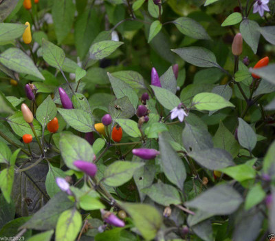 Biosnyg ™VAR-647 Vietnamese Chilli Seed(200 per packet)