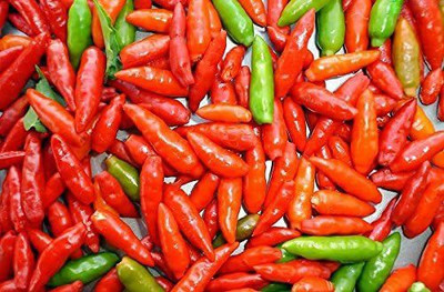 CYBEXIS HUA-14 - Brazilian Pimenta Malagueta Hot Chilli - (1350 Seeds) Seed(1350 per packet)