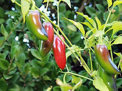 VibeX ® RXI-375 Heirloom Jalapeno Pepper Seeds Seed(200 per packet)