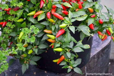 Biosnyg ®RUA-112 Firecracker Chilli Seed(200 per packet)