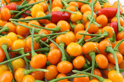 VibeX ® VLR-763 Aji Charapita Chilli Little Yellow fire Balls Seed(200 per packet)