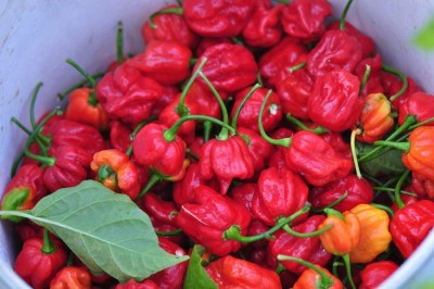 VibeX ® LXI-521 Hot Caribbean Red Habañero Pepper Seeds Seed(200 per packet)