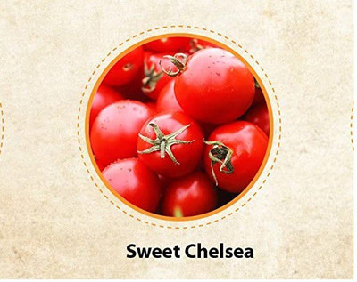 CYBEXIS XL-29 - Sweat Chelsea tomato - (150 Seeds) Seed(150 per packet)