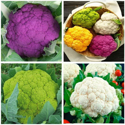 CYBEXIS TLX-92 - Cauliflower Mix of 5 Varieties - (1350 Seeds) Seed(1350 per packet)