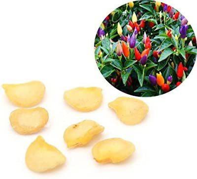 VibeX ® VLR-644 Decorative Rainbow Chilli Seeds Seed(200 per packet)