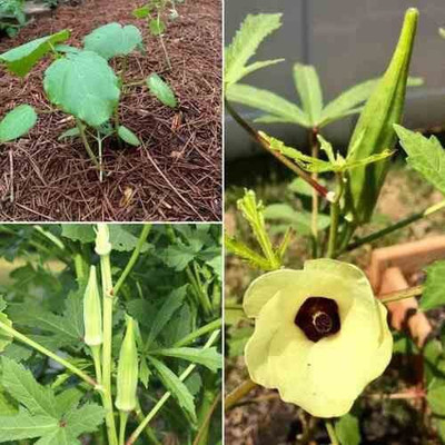 CYBEXIS XLR-40 - Hybrid Vegetable Okra (Bhindi) - (150 Seeds) Seed(150 per packet)