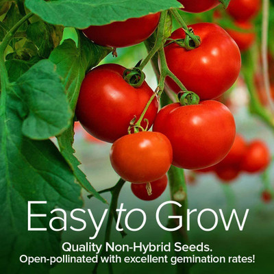 CYBEXIS XLL-52 - Hybrid Tomato - (150 Seeds) Seed(150 per packet)