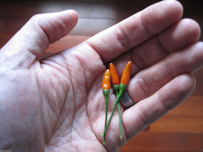CYBEXIS VXI-19 - Pepper Siling Labuyo Filipino Bird's Eye Chili - (450 Seeds) Seed(450 per packet)