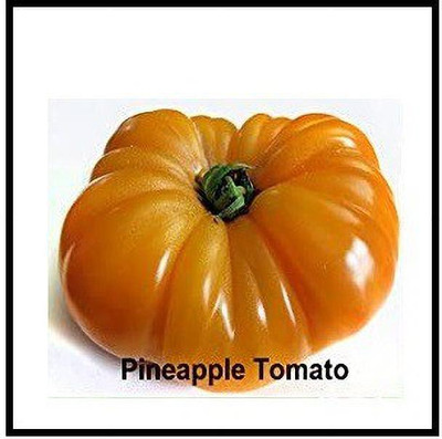 VibeX HUA-82 - Pineapple Tomato - (1350 Seeds) Seed(1350 per packet)