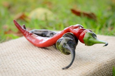 VibeX LX-64 - Black Thai Chilli - (150 Seeds) Seed(150 per packet)