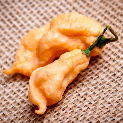 WILLVINE VVI-793 Jay’s Peach Ghost Scorpion Pepper Chilli Seeds Seed(200 per packet)
