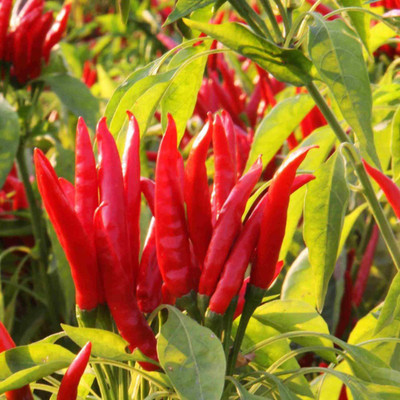 VibeX ® XLR-282 Thai Hot Pepper Chilli Seeds Heirloom Seed(200 per packet)