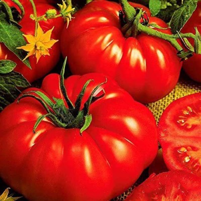 VibeX ® XXL-886 Beefsteak Tomato Seeds Seed(200 per packet)