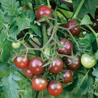 Biosnyg ®PUA-920 Brown Berry Tomato Seed(200 per packet)