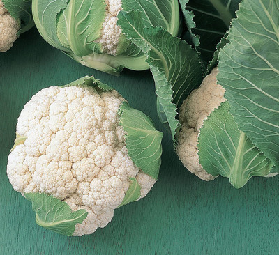 CYBEXIS XLR-57 - Early White Cauliflower - (1350 Seeds) Seed(1350 per packet)