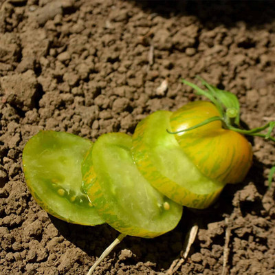 VibeX ® VXI-1013 Tomato Seeds - Green Zebra Seed(200 per packet)