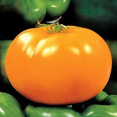 VibeX ® LXI-681 Carolina Gold F1 Hybrid Tomato Seeds Seed(200 per packet)