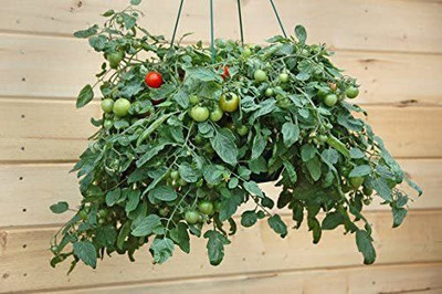 Biosnyg ™HAU-995 Patio Tomato F1 Hybrid Seed(200 per packet)