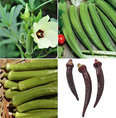 VibeX ® LXI-611 Collection Set Okra (Multi) 4 Varieties Seed(100 per packet)