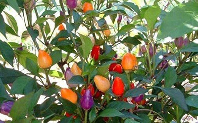 WILLVINE XLR-659 Bolivian Rainbow Pepper Chilli Seeds Seed(200 per packet)