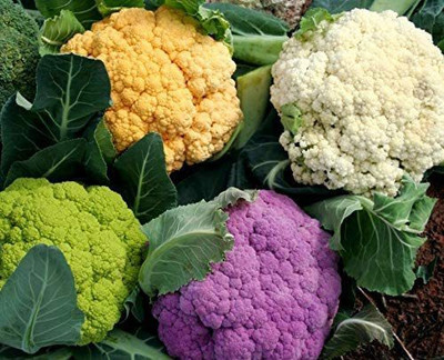VibeX ® VXI-53 Cauliflower Mix of 5 Varieties Seeds Seed(200 per packet)