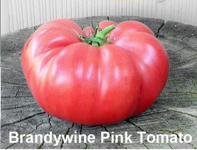 CYBEXIS LX-98 - Brandywine Pink Tomato - (150 Seeds) Seed(150 per packet)