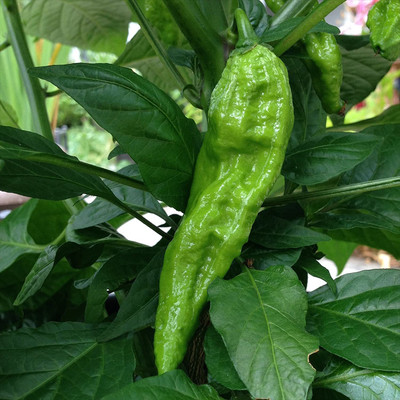 VibeX Chilli Seed(200 per packet)