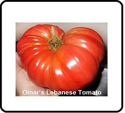 CYBEXIS GUA-83 - Omar's Labanese Tomato - (1350 Seeds) Seed(1350 per packet)