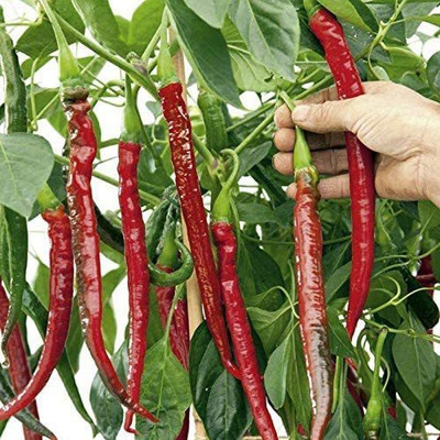WILLVINE ATS-550 Long Cayenne Hot Chilli Pepper Seeds Seed(200 per packet)