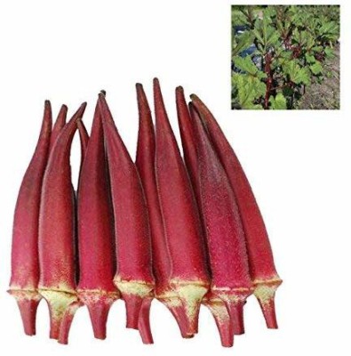 VibeX ® XLR-302 RED LADIES FINGER - Okra Bhindi Seeds Seed(100 per packet)