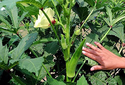 CYBEXIS VXI-53 - Non-GMO Bhindi/Okra Vegetable - (450 Seeds) Seed(450 per packet)