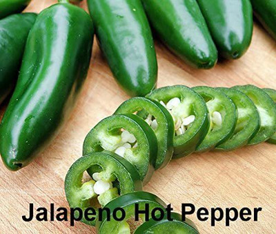 CYBEXIS VXI-19 - Jalapeno Pepper Chilli - (1350 Seeds) Seed(1350 per packet)