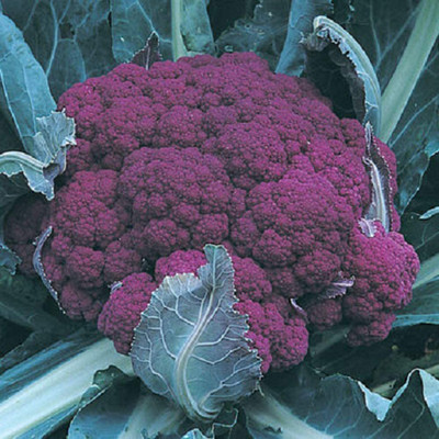 VibeX XL-97 - Cauliflower Graffiti (Purple)Non-GMO Hybrid - (450 Seeds) Seed(450 per packet)