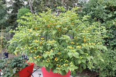 VibeX TLX-92 - Aji Charapita Hot Chilli /Pepper - (1350 Seeds) Seed(1350 per packet)