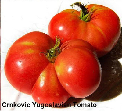 CYBEXIS LX-81 - Crokovic Yugoslavian Tomato - (1350 Seeds) Seed(1350 per packet)
