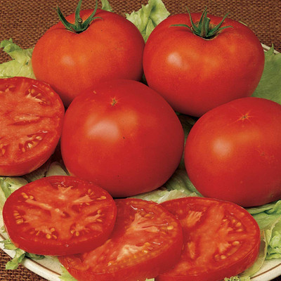 VibeX ® XXL-39 Early Pick VF Red Slicing Tomato Seed(200 per packet)