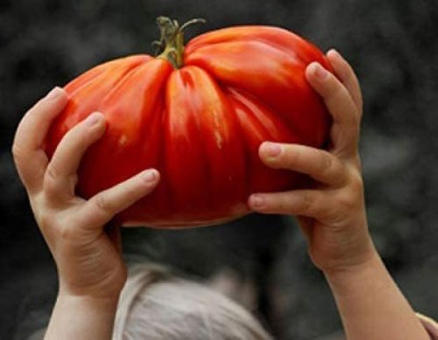 CYBEXIS XLL-86 - Giant Beefsteak Tomato Determinate - (150 Seeds) Seed(150 per packet)